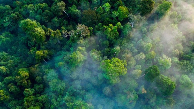 FILE: An aerial picture taken from a drone in January 2019 shows trees in the Leuser ecosystem in Indonesia. It is under threat from human activities. (AFP/CHAIDEER MAHYUDDIN)