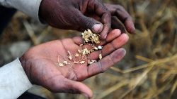 Lebenswichtiges Getreide - in vielen Weltgegenden ein rares Gut