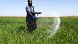 Un agricoltore senegalese nei campi