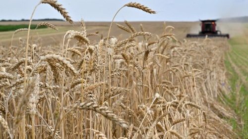 François: la destruction du blé est une offense à Dieu