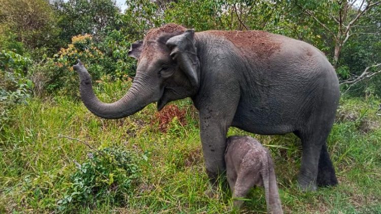 A critically endangered Sumatran elephant and her calf