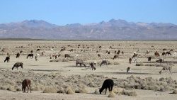Lamas auf einem Feld in Bolivien