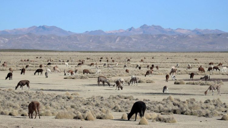 Lamas auf einem Feld in Bolivien