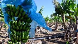 Verlassene Bananen-Plantage in der Nähe von Tyros im Süden des Libanon