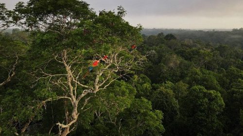 Amazonas Konferenz: Die Hoffnung der Hilfswerke