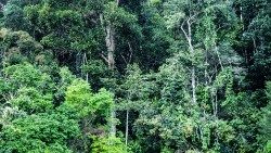 Vue de la forêt amazonienne.
