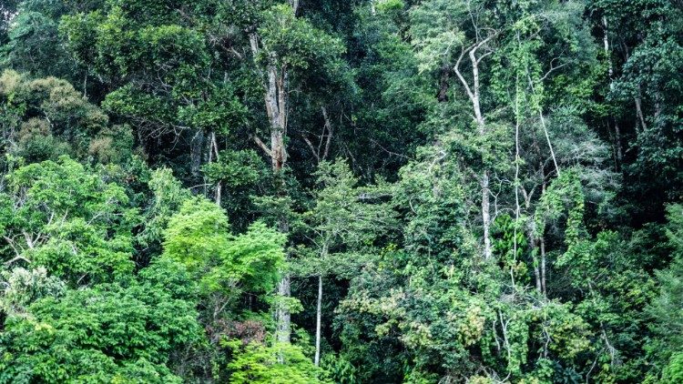 Uno scorcio della foresta pluviale amazzonica