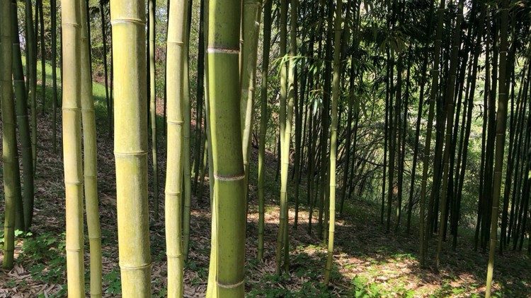 Os bastões de bambu maduros, prontos para processamento