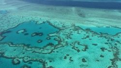 La Grande barrière de corail, au nord-est de l'Australie, subit actuellement un épisode de blanchissement jamais observé, avec 73% de ses récifs endommagés, annonce l'autorité qui la gère, le 17 avril 2024.