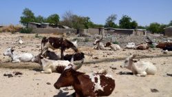 Clashes between farmers and nomadic cattle herders in Southern Chad are often due to destruction of crops by livestock
