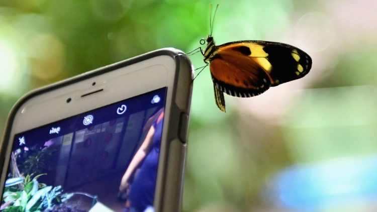 一只蝴蝶落在智能手机上