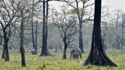 Des éléphants dans le parc national de Manas en Inde, le 3 mars 2019.