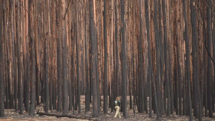 澳大利亚专家搜寻野火中受伤的动物