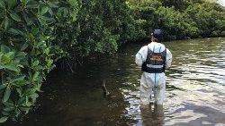 A JICA expert confirming oil drifting into some of Mauritius' swamps
