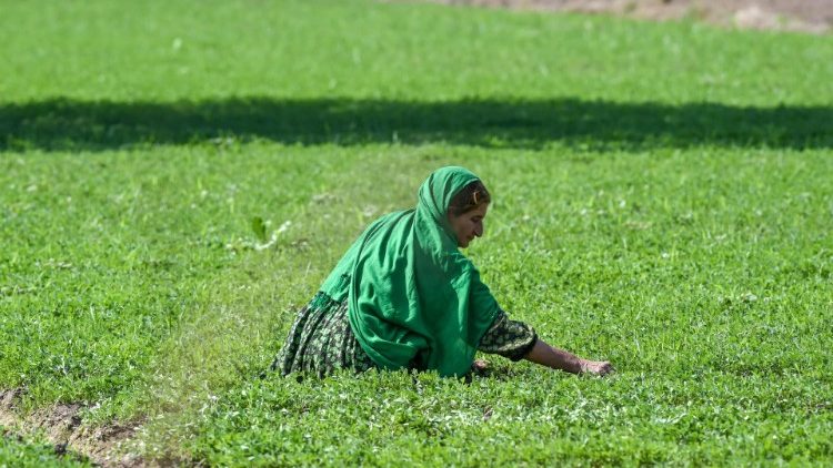 Une femme dans un champ de Lahore au Pakistan, le 14 octobre 2020.