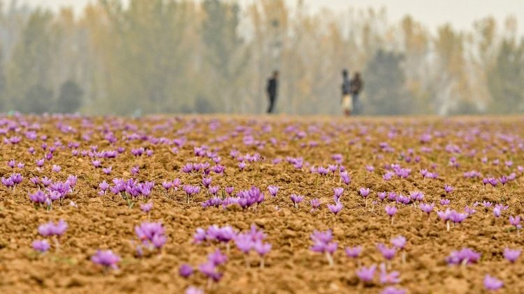 Une plantation de safran en Inde en novembre 2020. Le changement climatique favorise la sécheresse et rend difficile cette délicate culture. 