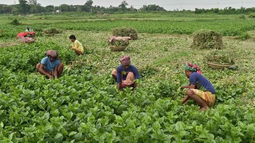 Jordbruk i Bangladesh