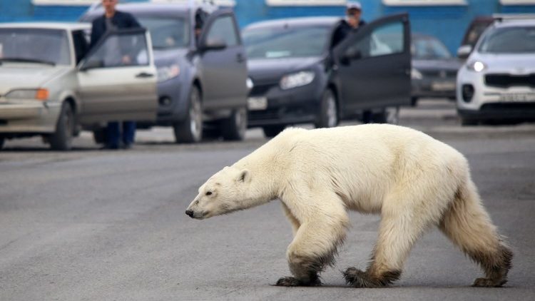 Un ours blanc errant dans la ville de Norilsk, en Russie, le 17 juin 2019.