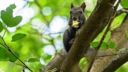 Ein Eichhörnchen sitzt in Seoul auf einem Baum
