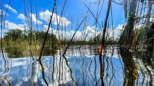 Im Everglades-Nationalpark in Florida