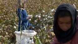 Children harvest cotton in Afghanistan
