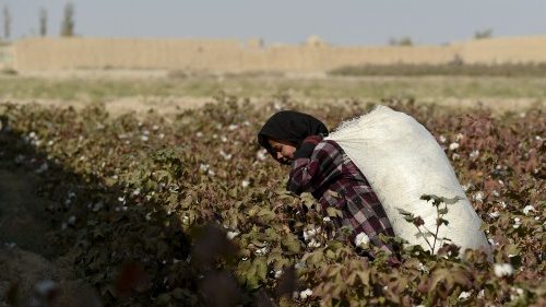 La pandemia pone en peligro a los trabajadores más frágiles. En Afganistán un joven recoge el algodón.