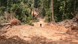 Abgeholzter Teil im brasilianischen Amazonasgebiet