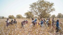 Frauen in der Landwirtschaft im ländlichen Mali, Afrika