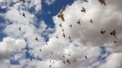 Tauben im Himmel