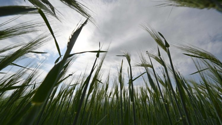 Wheat grows on a farm in Ukraine's southern Odessa region