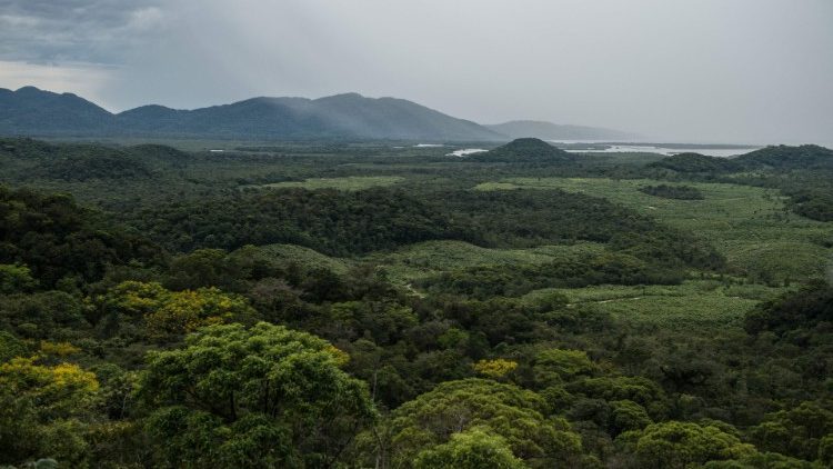 Regenwald in Brasilien