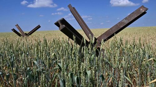 Obstáculos antitanque en un campo de trigo de una granja del sur de Ucrania.