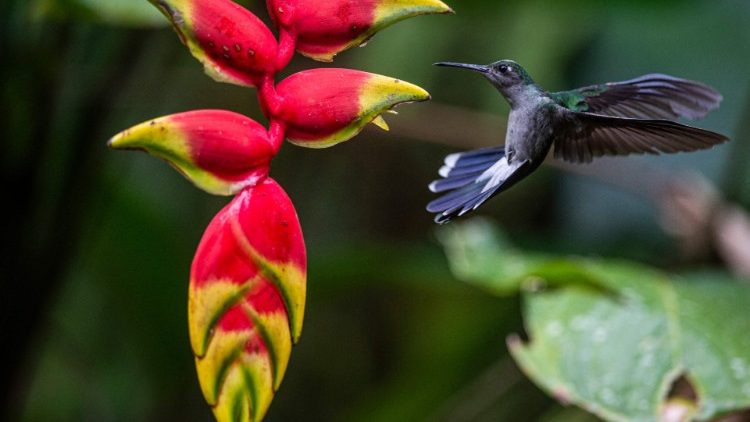 Grey-breasted sabrewing hummingbird in the Escalera Mountains, Peru