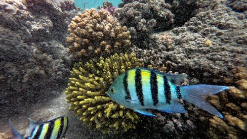 Coral reefs are among the first ecosystems to suffer the damaging effects of climate change
