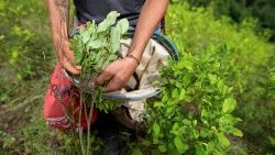 File photo of a coca leaf collector at work in Colombia