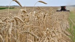 Crisi del grano, conflitto tra Russia e Ucraina (AFP)