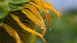 Sonnenblume (Symbolbild)