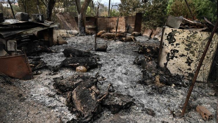 Die Überreste von verbrannten Schafen im Dorf Kirki in Griechenland