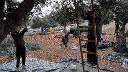 La raccolta delle olive nel West Bank