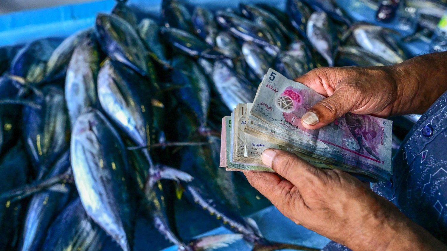 World Fisheries Day: Holy See calls for fair and sustainable practices – Vatican News