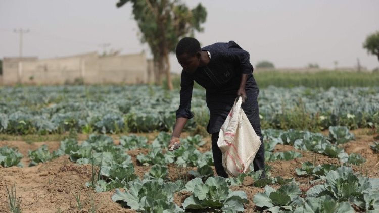 A farmer applies fertiliser on cabbages in Nigeria.