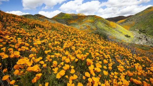 Poppy fields bloom near Lake Elsinore, California, in the spring