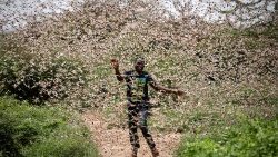 A local farmer runs through a swarm of desert locusts to chase them away, Kenya