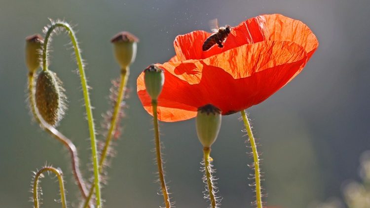 A filed full of blooming common poppy