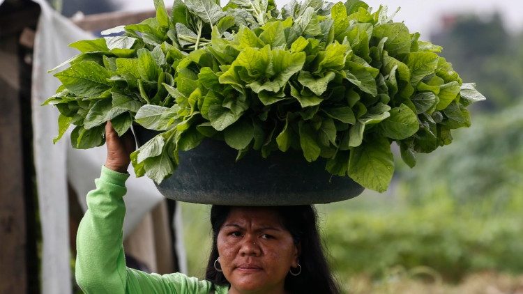 Mujer agricultora carga espinacas en Filipinas