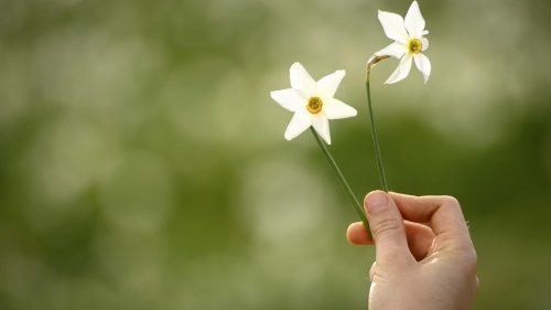 Una flor para hacer crecer la esperanza en Ucrania.