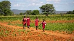 Hoy, la OIT revela que 112 millones de niños que trabajan en la agricultura están sometidos a diversas formas de esclavitud