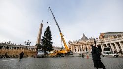 Natale: albero posizionato in piazza San Pietro