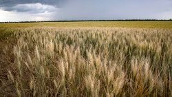 Champ de blé près de Melitopol dans la région de Zaporijjia en Ukraine, le 14 juin 2022. 