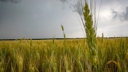 Plantação de trigo na Ucrânia